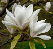 magnolia-archangel — копия